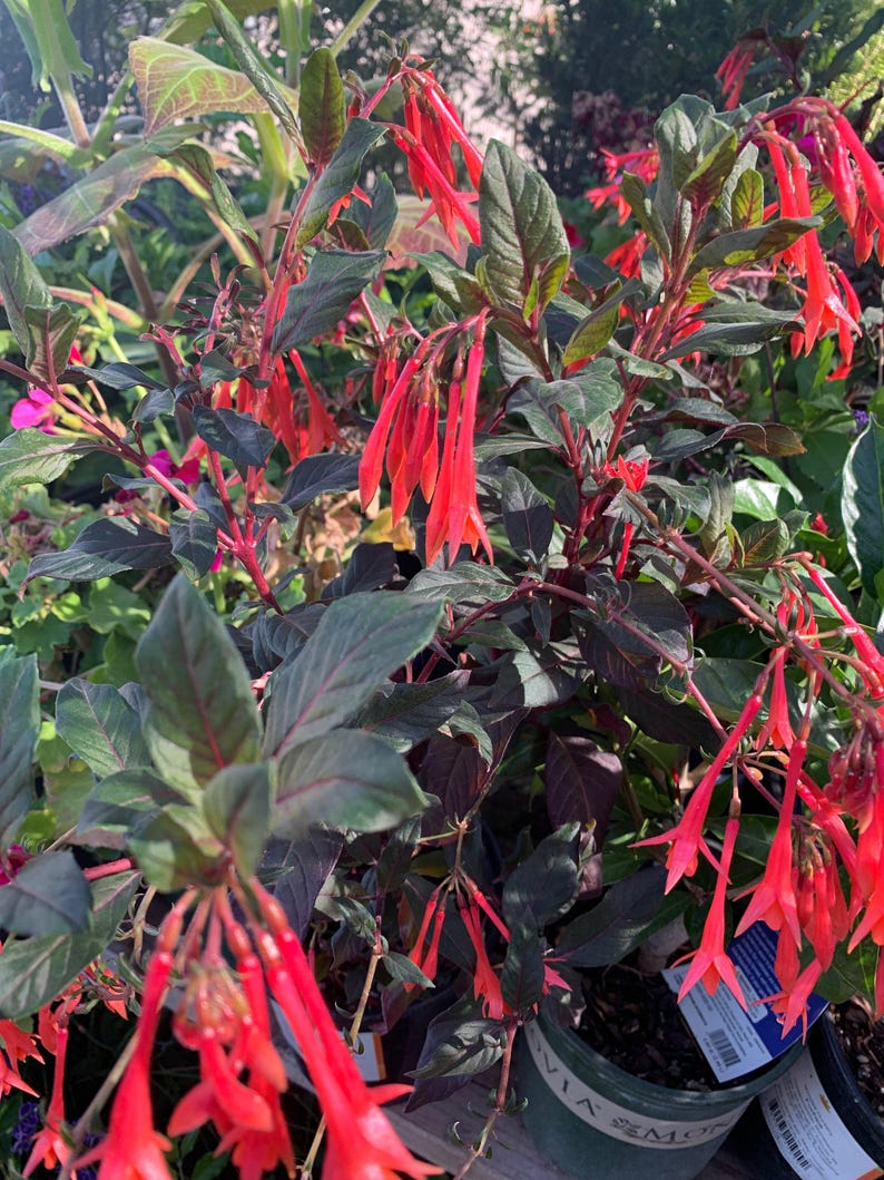 Fuchsia Live Plant 1ft in 6” Pot - Bright Red-Orange Tubular Flowers, Reddish-Green Leaves - Fuchsia 'Gartenmeister Bonstedt'