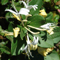 Honeysuckle Vine 6” Pot Lonicera japonica ‘Halliana’ Fragrant Cream Flowers Erosion Control Ground Cover