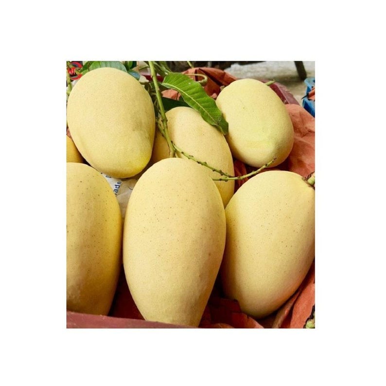 Grafted Mango Tree - 3 Feet - Xoài Cát Hòa L?c - Vietnamese Cat Hoa Loc Mango - Ships in 3 Gal Pot