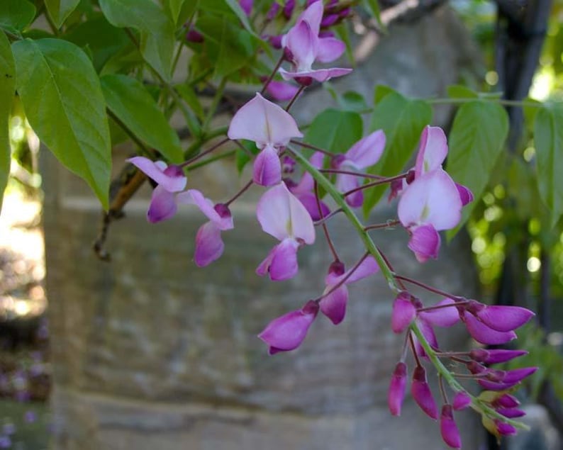 Wisteria Plant 6” Pot Shiro-Beni Silky Deciduous Flowering Vine (Wisteria floribunda) - Fragrant Blooms for Trellis or Containers