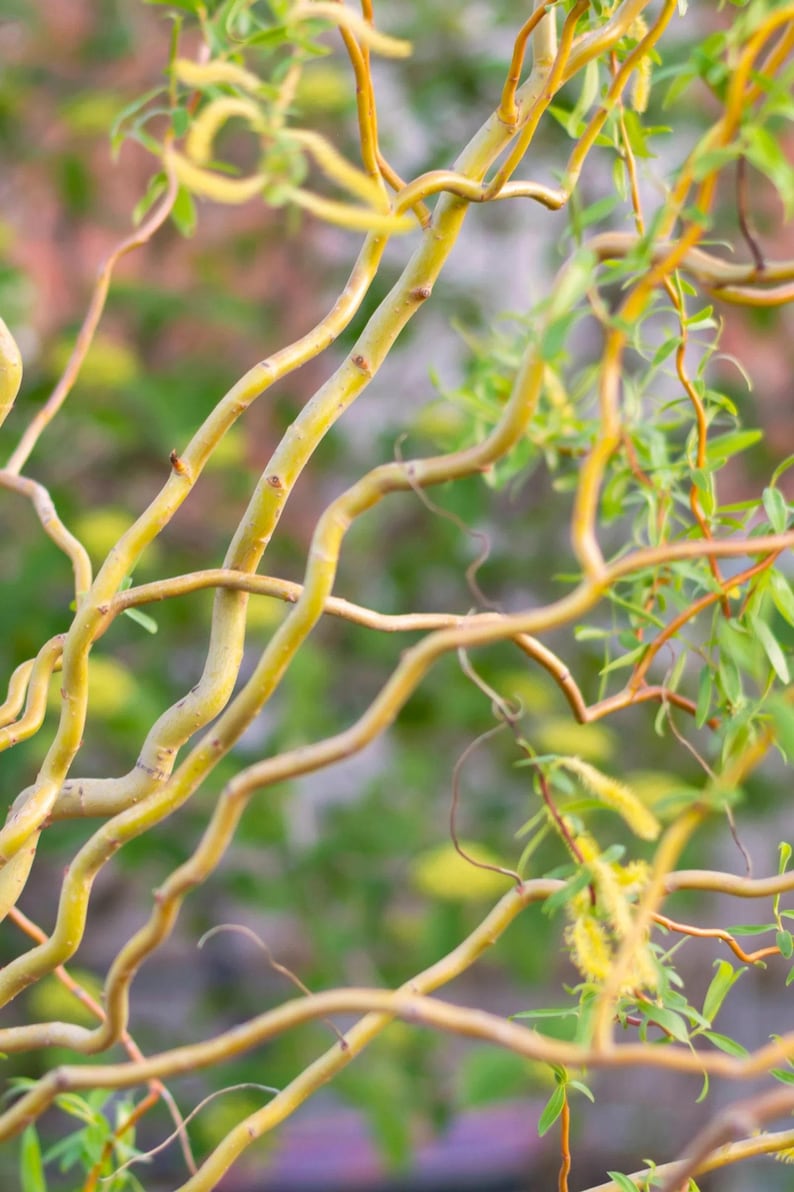 Corkscrew Willow Tree 2-3 Feet Tall Grafted Salix matsudana 'Tortuosa' in Pot - Unique Contorted Form for Landscape