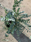 Eucalyptus Cinerea (Silver Dollar) - 3Gal Pot - Fast Growing Blue-Green Foliage - Decorative Ornamental Shrub