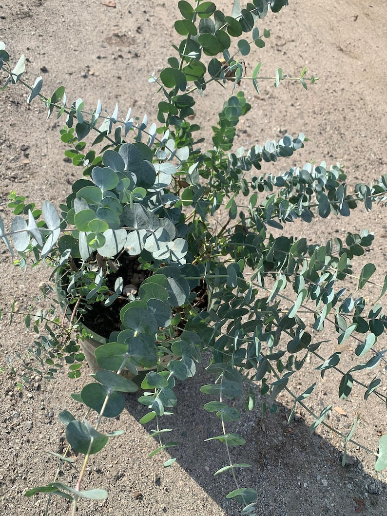 Eucalyptus Cinerea (Silver Dollar) - 3Gal Pot - Fast Growing Blue-Green Foliage - Decorative Ornamental Shrub