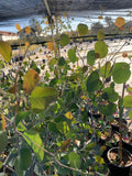 Eucalyptus Polyanthemos 3 Gal Pot | Evergreen Tree with Gray-Green Foliage | Fragrant Accent Plant