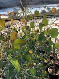 Eucalyptus Tree 6" Pot Silver Dollar Gum Evergreen Fragrant Foliage Eucalyptus polyanthemos