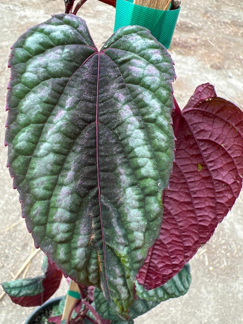 Cissus discolor Live Plant 1-2 ft Climbing Rex Begonia Vine 6” Pot - Dark Burgundy Pink White Green Foliage