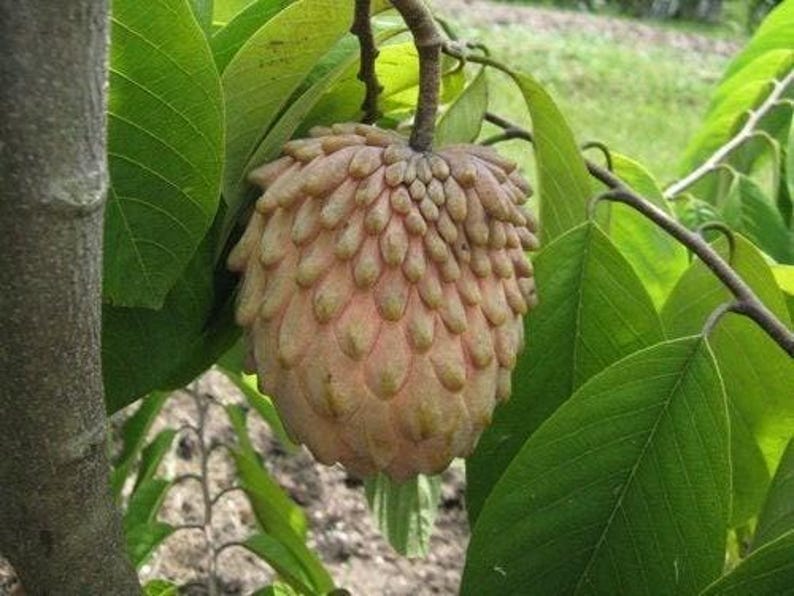 Lisa Atemoya Fruit Tree - 2 Feet Tall - Live Plant in 1 Gal Pot - Annona squamosa