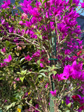 Purple Bougainvillea Plant - 3 to 4ft in 3 Gallon Pot - Bougainvillea glabra