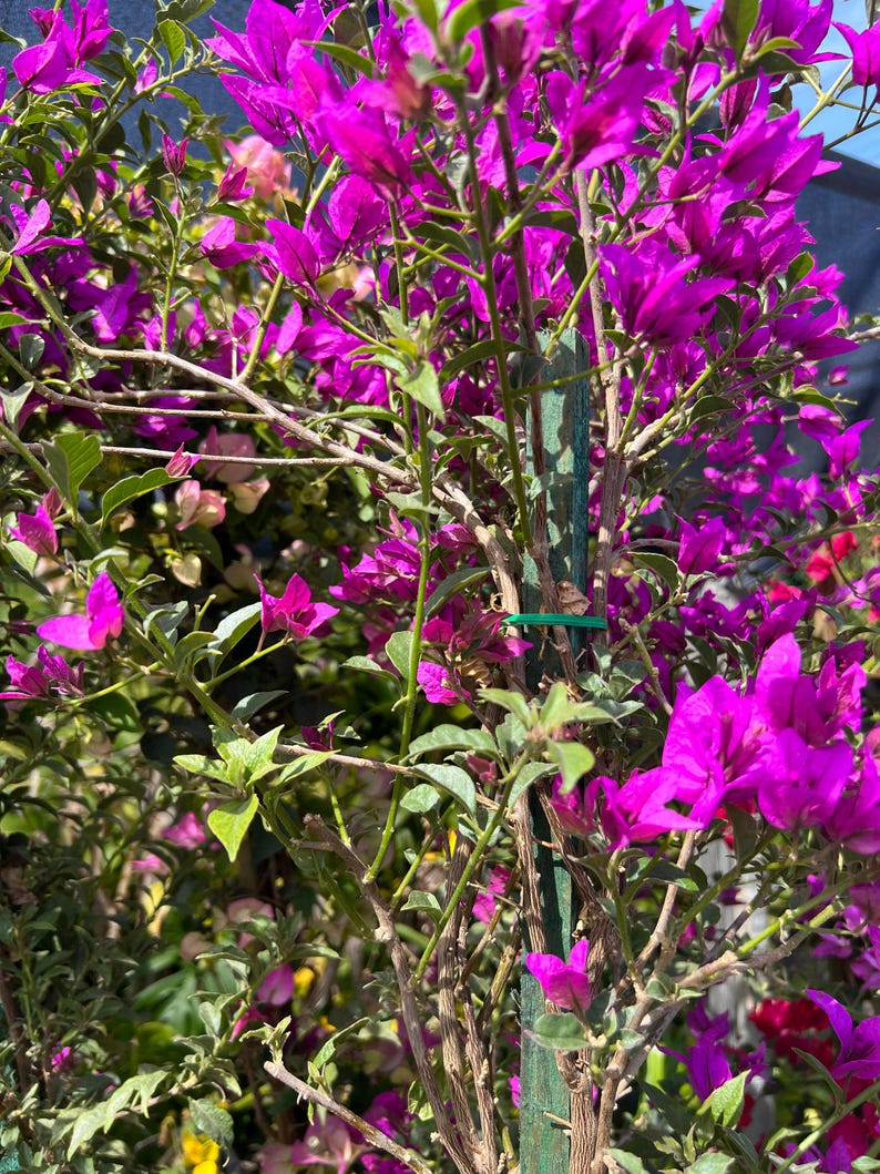 Purple Bougainvillea Plant - 3 to 4ft in 3 Gallon Pot - Bougainvillea glabra