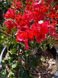 Bougainvillea Plant - 3 Gallon Pot - Orange King Variety - Bougainvillea glabra