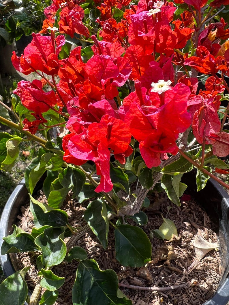 Bougainvillea Plant - 3 Gallon Pot - Orange King Variety - Bougainvillea glabra