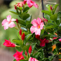 Live Pink Mandevilla Plant in 1 Gallon Pot - Sun-Loving Climbing Vine (Mandevilla spp.) - Keep Moist but Not Soggy