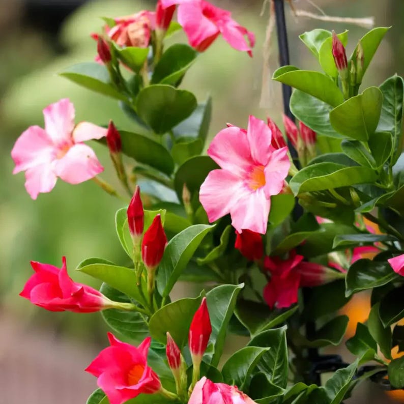 Pink Mandevilla Live Plant in 1 Gallon Pot - Tropical Climber for Partial to Full Sun - Mandevilla spp.