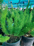 Foxtail Fern Live Plant 6" Pot - Asparagus densiflorus 'Myers' - Lush Green Foliage, Indoor/Outdoor Houseplant