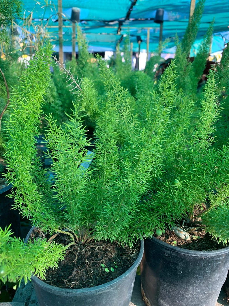 Foxtail Fern Live Plant 6" Pot - Asparagus densiflorus 'Myers' - Lush Green Foliage, Indoor/Outdoor Houseplant