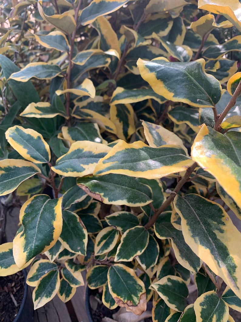 Elaeagnus ‘Gilt Edge’ Live Plant in 6" Pot - Hardy Silverberry Shrub (Elaeagnus pungens) - 1-2 Feet Tall