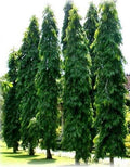 Mast Tree in 3 Gallon Pot, Evergreen Polyalthia longifolia, Elegant Columnar Form for Landscaping, Low Maintenance Garden Tree
