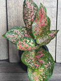 Aglaonema Wishes Plant - 4" Pot - Variegated Red Valentine - Aglaonema 'Wishes' - Vibrant Indoor Houseplant for Home Decor