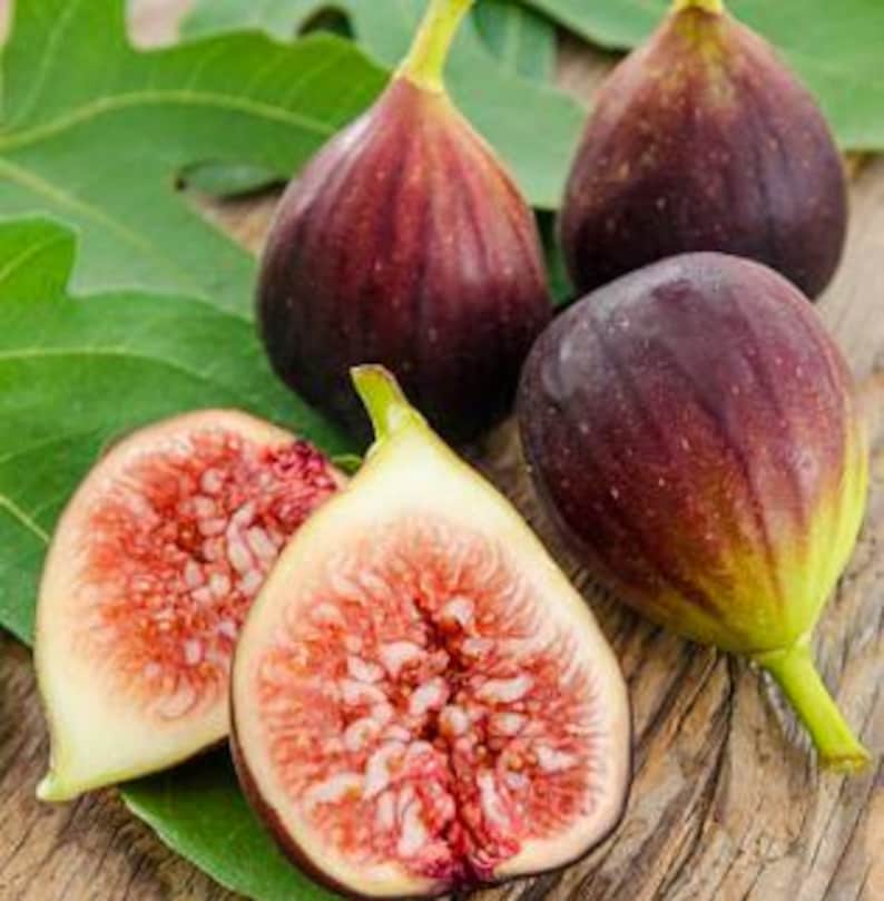 Organic Fig Fruit Tree - Cold Hardy Variety - Easy to Grow - Half Gallon Pot - Ficus carica