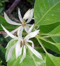 White Champaca Plant 3 Gallon Grafted Ng?c Lan Tr?ng Michelia alba - Fragrant Evergreen Tree for Gardens and Landscaping
