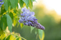 Wisteria Bush - Large Stem - Various Colors - Wisteria sinensis or Wisteria floribunda