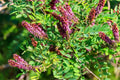 False Indigo Plant - 3 ft Tall - Baptisia australis - Perennial Flowering Plant for Gardens
