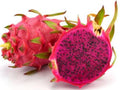 Dragon Fruit Plant in 4 Inch Pot - Red Variety - Easy to Grow Organic Dragon Fruit (Hylocereus costaricensis)