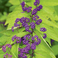 Early Amethyst Beautyberry Plants - 2 Pack - Callicarpa dichotoma - Compact Deciduous Shrub for Bees & Butterflies