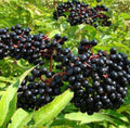 Organic Elderberry Cuttings - 5 Fresh Cuttings for Propagation - Sambucus nigra - Ideal for Home Gardening and DIY Projects