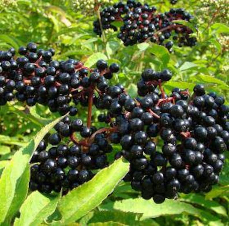 Organic Elderberry Cuttings - 5 Fresh Cuttings for Propagation - Sambucus nigra - Ideal for Home Gardening and DIY Projects