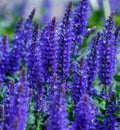 Salvia nemorosa 'Bumbleberry' Live Plant in 4 inch Pot, Blue Flowers, Fragrant, Heirloom Herb, Attracts Hummingbirds and Butterflies