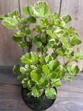 Variegated Aralia Balfour in 6" Pot, Tropical Bonsai Houseplant, Polyscias scutellaria ‘Balfourii’, Indoor/Outdoor Decor