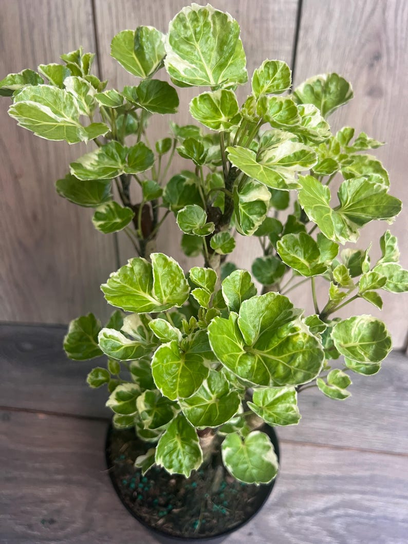 Variegated Aralia Balfour in 6" Pot, Tropical Bonsai Houseplant, Polyscias scutellaria ‘Balfourii’, Indoor/Outdoor Decor