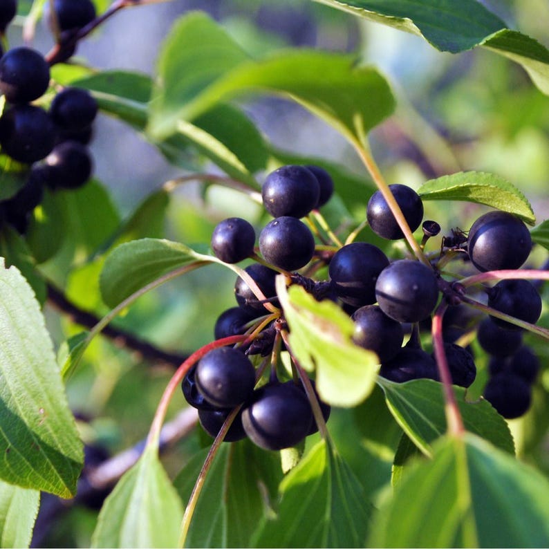 Wild Black Rum Cherry Tree 2 Foot - Prunus serotina - Fast Growing, Sweet Dark Purple Cherries, Ideal for Zones 4-9