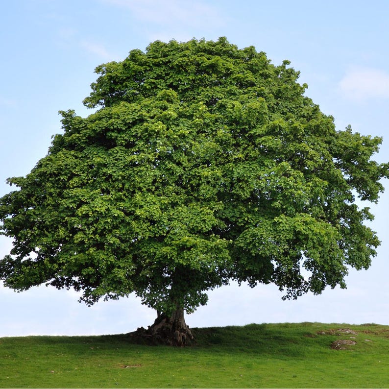 American Sycamore Tree 2-3' Platanus occidentalis Fast Growing Ornamental Shade Tree Adaptable for Various Soils