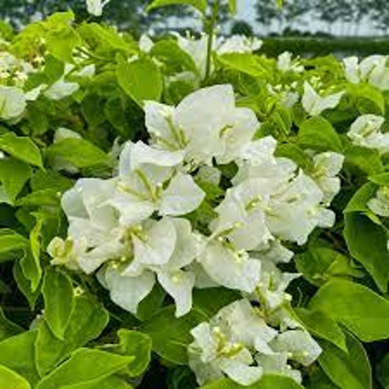 White Bougainvillea Plant in 3 Gal Pot - 2 to 3 Feet Tall - Bougainvillea glabra - Ideal for Full Sun Garden