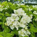 White Bougainvillea Plant - 6" Pot - Bougainvillea glabra - 1 to 2 Feet Tall - Thrives in Full Sun