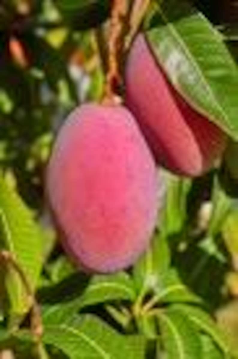 Grafted Mango Tree 1/2 Gallon Tommy Atkins Variety (Mangifera indica) - Juicy, Sweet Fruit, Ideal for Containers
