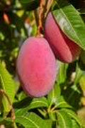 Grafted Mango Tree 1/2 Gallon Tommy Atkins Variety (Mangifera indica) - Juicy, Sweet, Medium to Large Fruit