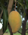 Grafted Manila Mango Plant in 1/2 Gallon Pot - Ataulfo Mango, Honey Mango, Mangifera indica