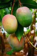 Grafted Jakarta Mango Tree in 1/2 Gallon Pot - Mangifera indica - Tropical Fruit Plant for Home Garden