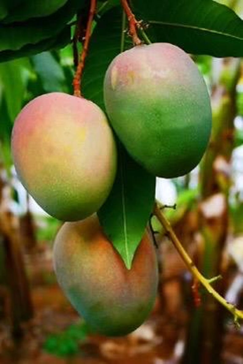 Grafted Jakarta Mango Tree in 1/2 Gallon Pot - Mangifera indica - Tropical Fruit Plant for Home Garden