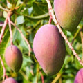 Grafted Glenn Mango Tree in 1/2 Gallon Pot - Mangifera indica 'Glenn' - Tropical Fruit Plant for Container Gardening