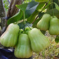 Green Wax Apple Tree 3 Gallon Air Layered Syzygium samarangense - Tropical Rose Apple, Jambu Air, No Shipping to CA & HI