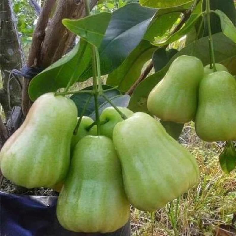 Green Wax Apple Tree 3 Gallon Air Layered Syzygium samarangense - Tropical Rose Apple, Jambu Air, No Shipping to CA & HI