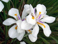 White African Iris in 6" Pot - Dietes Iridioides, Fortnight Lily, Perennial Plant with Elegant White Flowers