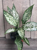First Diamond Aglaonema Plant in 4" Pot, White Aglanoema, Osaka - Aglaonema commutatum