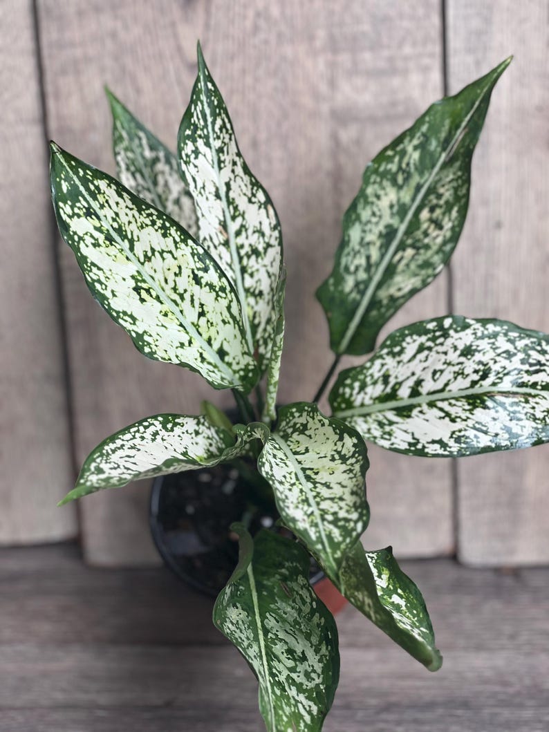 First Diamond Aglaonema Plant in 4" Pot, White Aglanoema, Osaka - Aglaonema commutatum