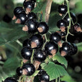 Currant Berry Plant - 3 ft Tall - Red or Black Varieties - Ribes spp.
