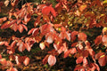 Southern Black Haw Viburnum Plant in Quart Pot - Viburnum rufidulum - Native Shrub for USDA Zones 4-7, Attracts Birds